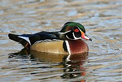 Wood Duck